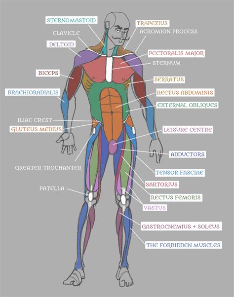 All Muscles In The Body Labelled Muscle Chart With Most Important