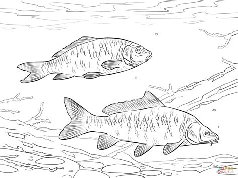 Koi Karper Kleurplaat