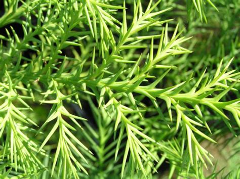 Wie die meisten koniferen ist die sicheltanne einhäusig. Japanische Sicheltanne, Cryptomeria japonica im ...