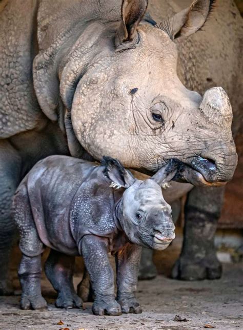 Incredible Birth Of Endangered Baby Rhino Is Captured On Zoos Cameras
