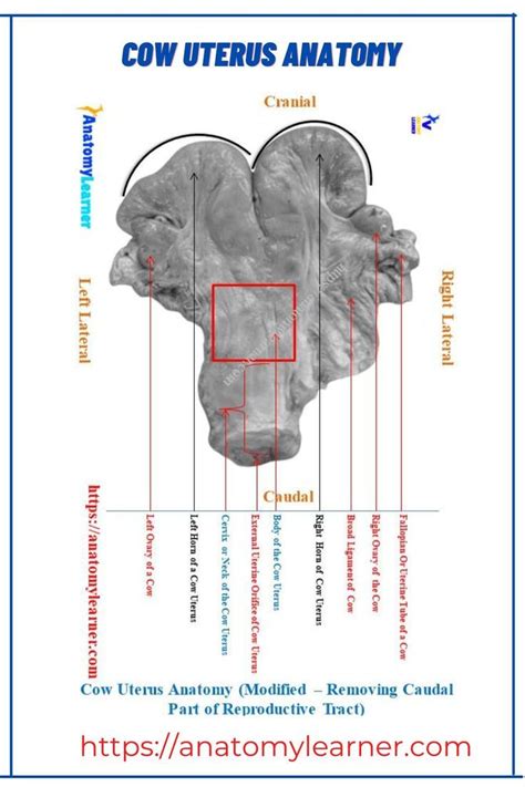 Cow Uterus Anatomy Gross Anatomy Cervix Anatomy Drawing Bovine