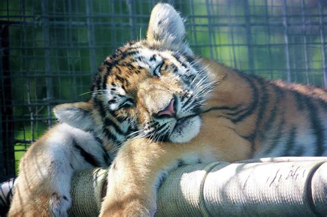 Tiger Cub Sleeping In The Sun Photograph By Deborah Kinisky