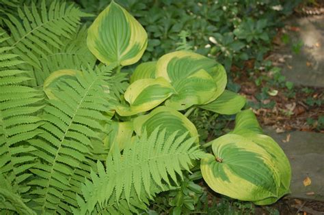 Hosta And Fern Combination Hostas Ferns Plant Leaves Garden