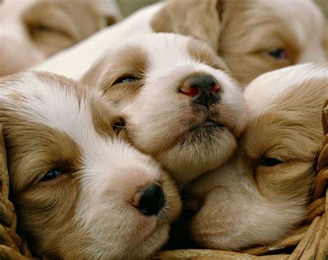 Go here to convert babydoge prices to currencies other than usd. dog, Puppy, Dogs, Baby Wallpapers HD / Desktop and Mobile ...