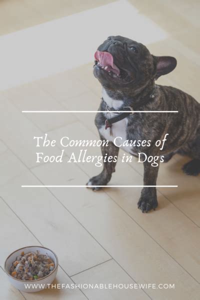 The Common Causes Of Food Allergies In Dogs • The Fashionable Housewife