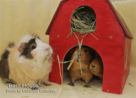 Cali Cavy Collective A Blog About All Things Guinea Pig Wooden Guinea