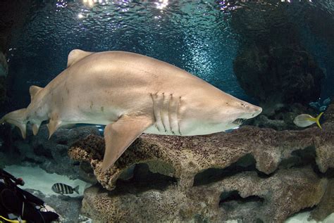 Fun Facts About Shark Habitats Blue Planet Aquarium