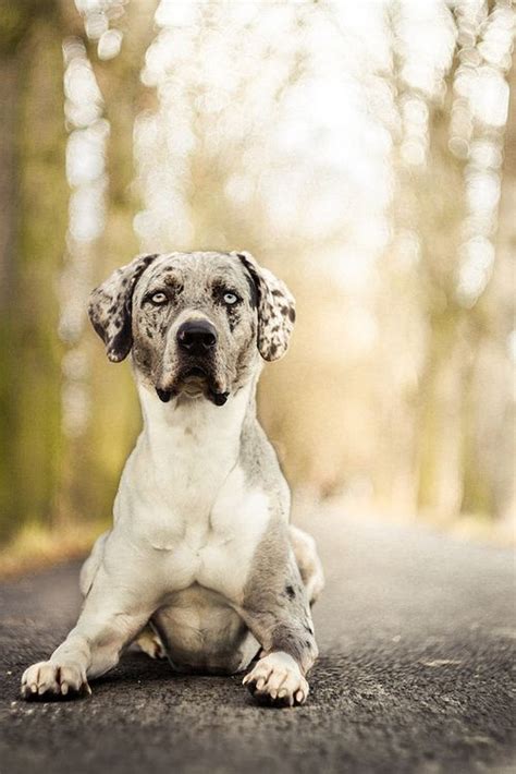 Catahoula Leopard Dog Info And Pictures Fallinpets