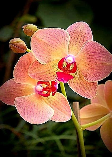 Amazing Orange Orchids In 2020 Beautiful Orchids Unusual Flowers