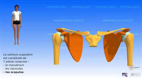 Ceinture Scapulaire Ue Anatomie Tutorat Associatif Toulousain