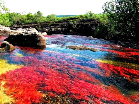 Amazing Place Caño Cristales A Five Color River In Colombia
