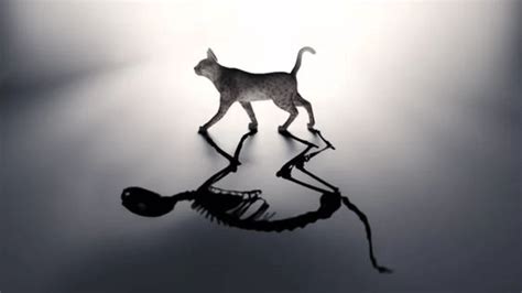 el gato de schrödinger un famoso experimento blog felinus