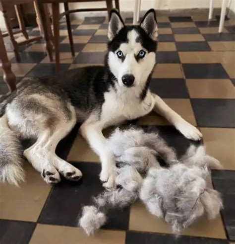 Siberian Husky Shedding Do Huskies Shed Puppies Club