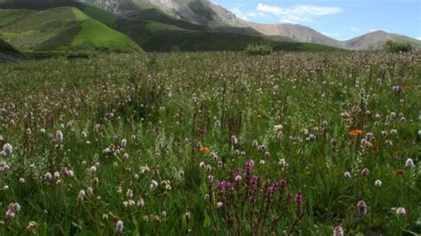 One Mountain Range Hosts Alpine Plant Communities Far Older Than