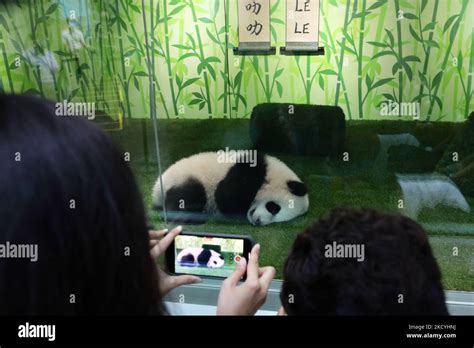 Visitors Take Photo Of The Singapores Giant Panda Cub Named Le Le In