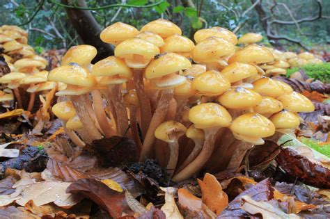 Humongous Fungus The Worlds Largest Living Organism