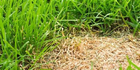 Lawn Fungus Identification Guide And Pictures 6 Ways To Avoid Them