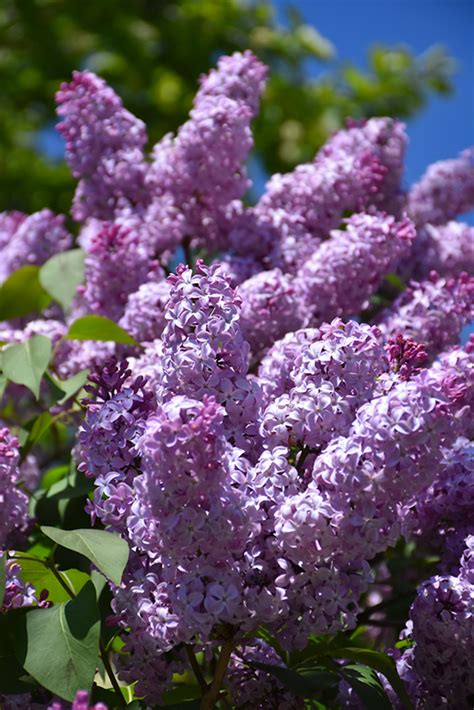 Common Purple Lilac Syringa Vulgaris In Milwaukee Brookfield Waukesha