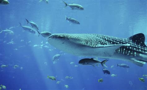 Free Spotted Whale Shark Image Free Photo Rawpixel