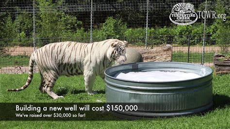 White Tiger Loves His Soapy Pool At Turpentine Creek Wildlife Refuge