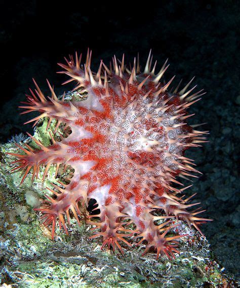 41 Crown Of Thorns Starfish Ideas Crown Of Thorns Starfish Crown Of