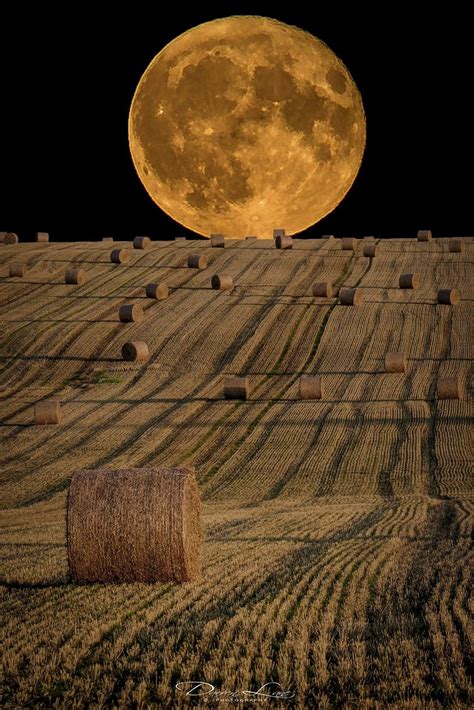 The Feral Irishman Full Harvest Moon