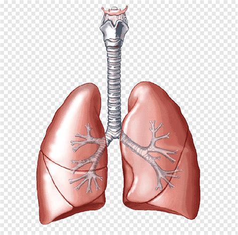 Respiratory System Human Lungs Diagram Aflam Neeeak