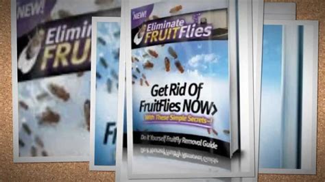 How do you keep flies out of your house? How To Get Rid Of Flies In Your House Fast Home Remedies ...