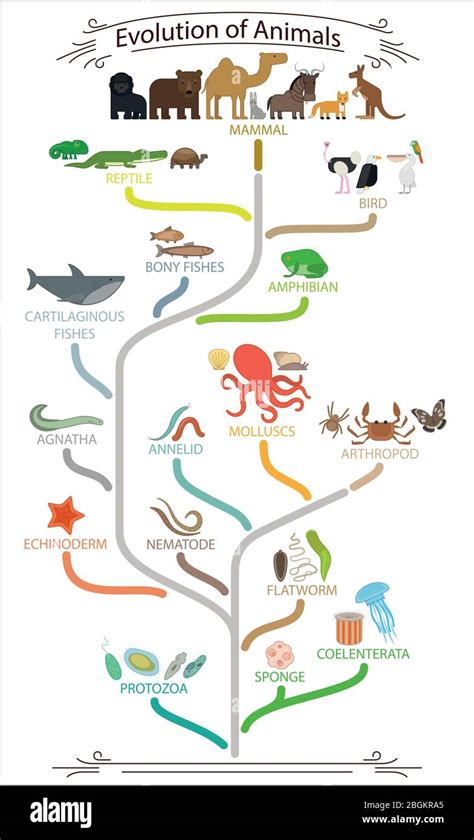 Biological Evolution Animals Scheme School Education Poster Vector