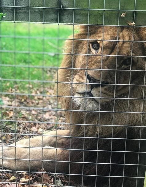 My Latest Visit To Wingham Wildlife Park Animal Experiences At