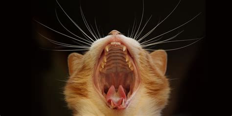 The opening between the two lids forms the palpebral tissue. How many teeth does the cat have? | Kitty Cats blog