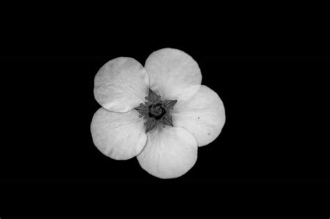 Antique objects look beautiful in black and white photographs. Jason McGroarty Takes Black And White Flowers Photos To ...