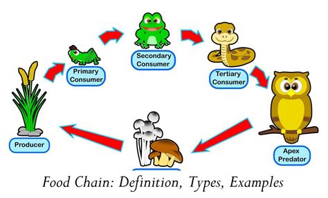 Food Chain Definition Types Examples Pendidikan Bermanfaat
