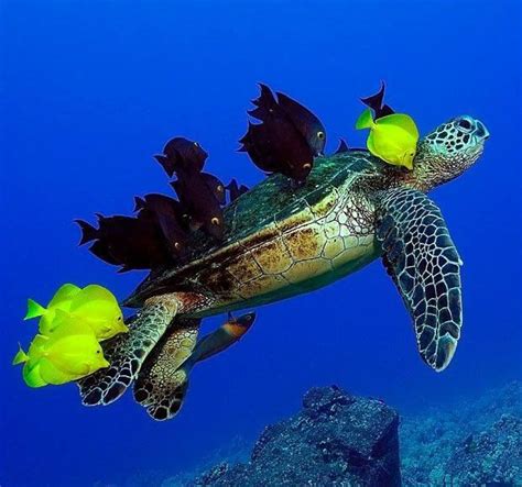 Green Sea Turtle Being Cleaned By School Of Fish Kailua Kona Hawaii