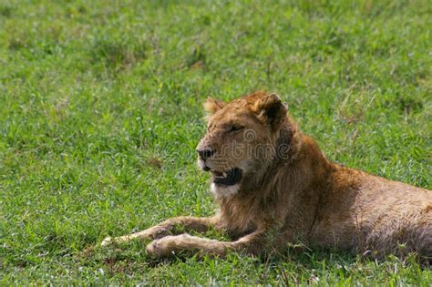 A Young Lion Relaxing In The Sun Stock Photo Image Of Young National