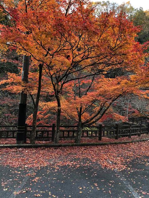 Momijigari Leaf Hunting In Hiroshima Prefecture Adventures After Sixty
