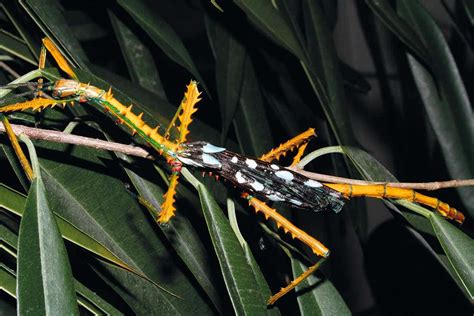 Two Species Of Colourful Stick Insects Discovered In Madagascar