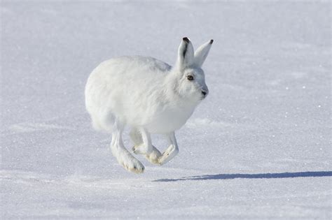 Download White Winter Snow Rabbit Hare Animal Arctic Hare Hd Wallpaper