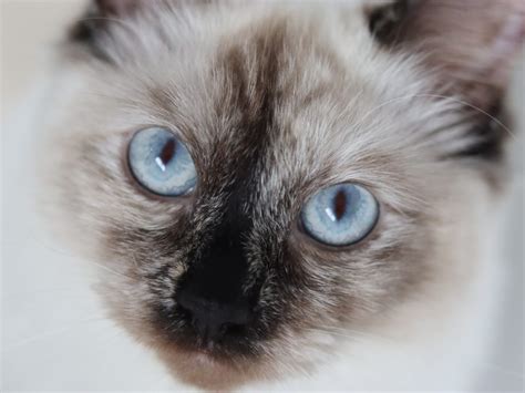 Why was his girlfriend no longer affectionate? Reasons Why My Ragdoll Cat Is Not Affectionate (And How To ...