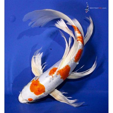 14” Kikusui Butterfly Koi | Koi Fish For Sale | Koi fish for sale