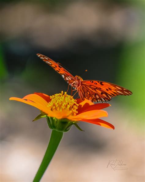 Butterfly Bliss Gulf Fritillary Enjoying The Nectar Of A Flickr