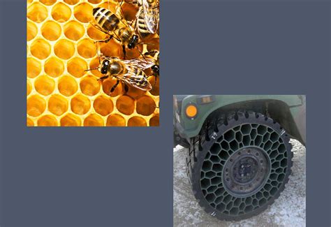 Biomimicry Nine Laws Of Nature And Examples Slide Show