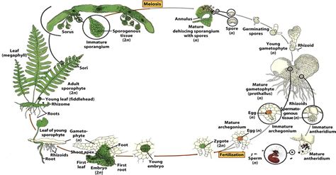 For clarity and better memorization, a schematic accompaniment of this issue is recommended. BIOLOGY: Life Cycle of Pteridophyta