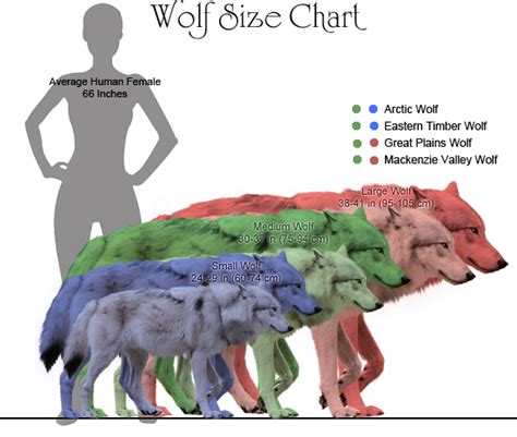 How tall is a dire wolf? Origin and Appearance of the Wolf