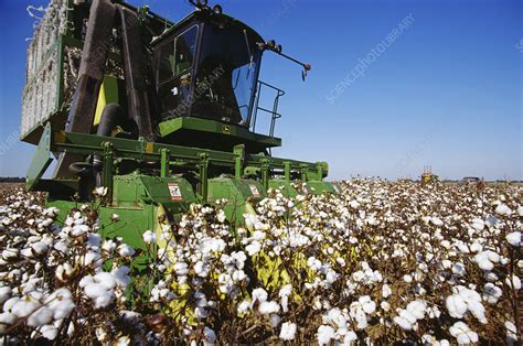 Mechanised Cotton Harvesting Stock Image E7701564 Science Photo