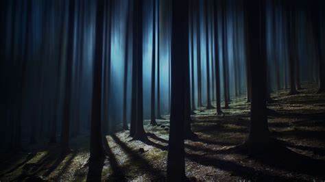 Spooky Forest At Night
