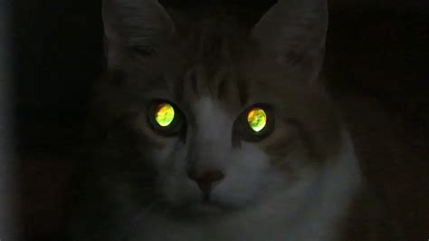 Being Watched And Stalked By Glowing Cat Eyes Youtube