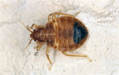 Bed Bug Description Go Forth Pest Control