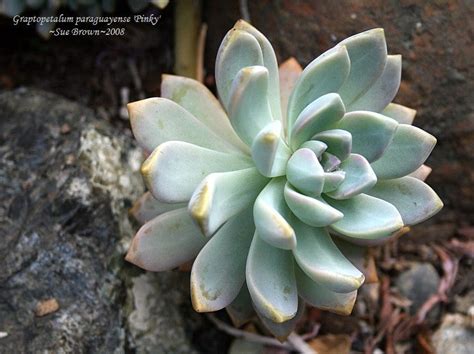 Free shipping on orders over $99.99—buy trees online with garden goods direct® today! PlantFiles Pictures: Graptopetalum, Ghost Plant, Mother of ...