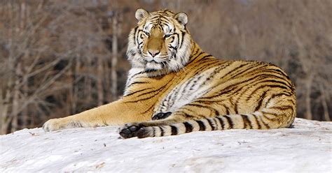 Siberian Tigers The Full Facts On The Big Cats Daily Star